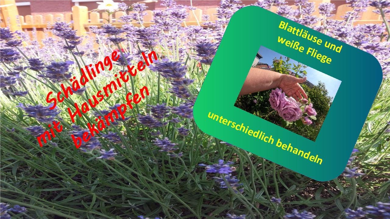 Blattläuse und weiße Fliege mit Hausmitteln bekämpfen.