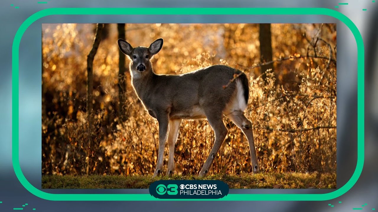AAA warns drivers of deer mating season and higher risk of car crashes
