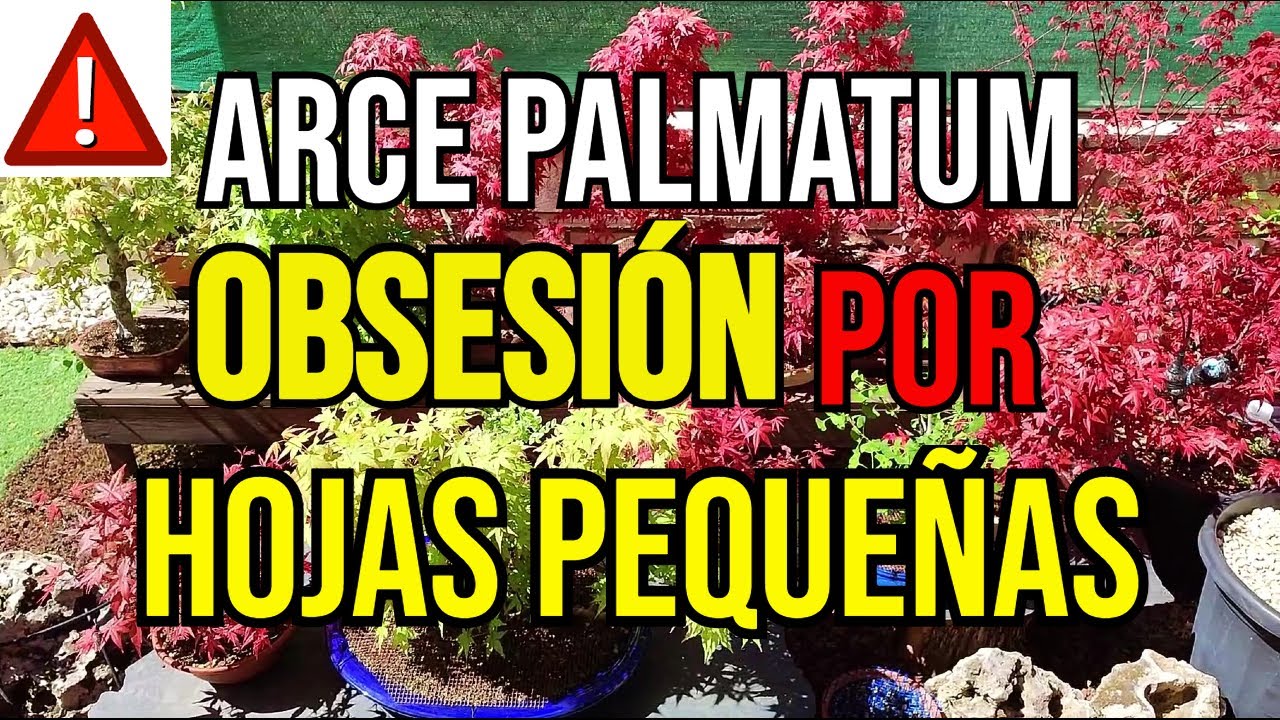 BONSAI - LA IMPORTANCIA DEL TAMAÑO DE LAS HOJAS EN LOS ARCES PALMATUMS