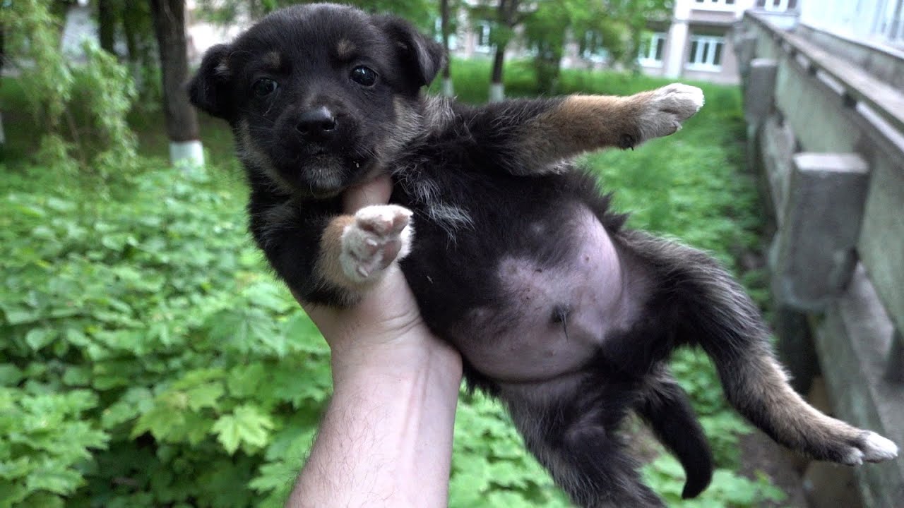 I found six puppies near the college