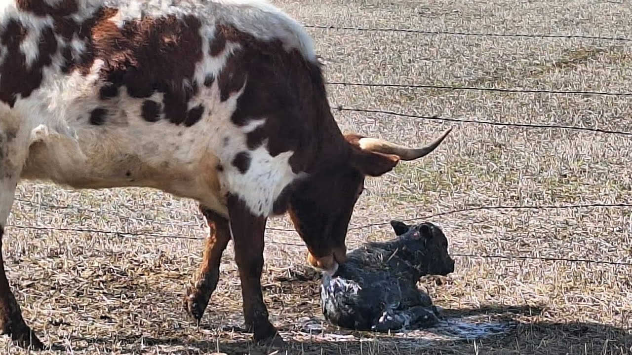 Calving Procedure Step by Step 