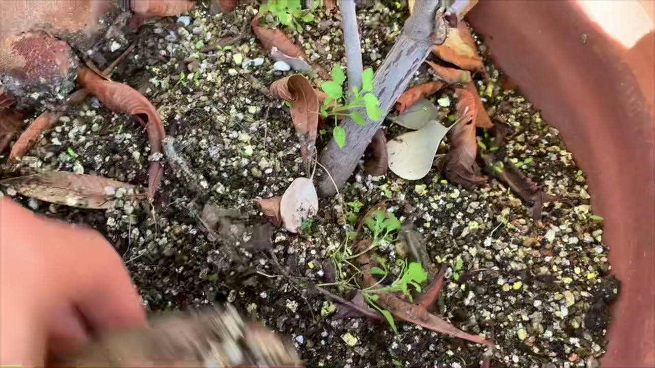 Growing Tropical Fruits in Southern California