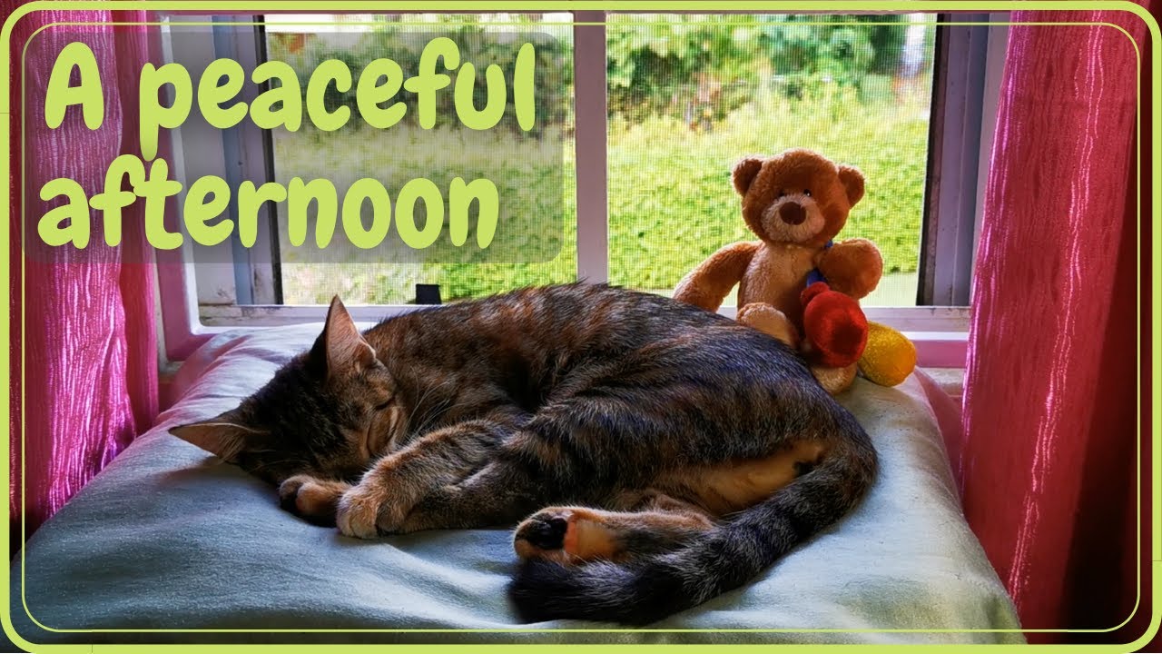 RELAX | A peaceful afternoon with Sunny the Cat [Relax, Study, Sleep, Meditate, Work]