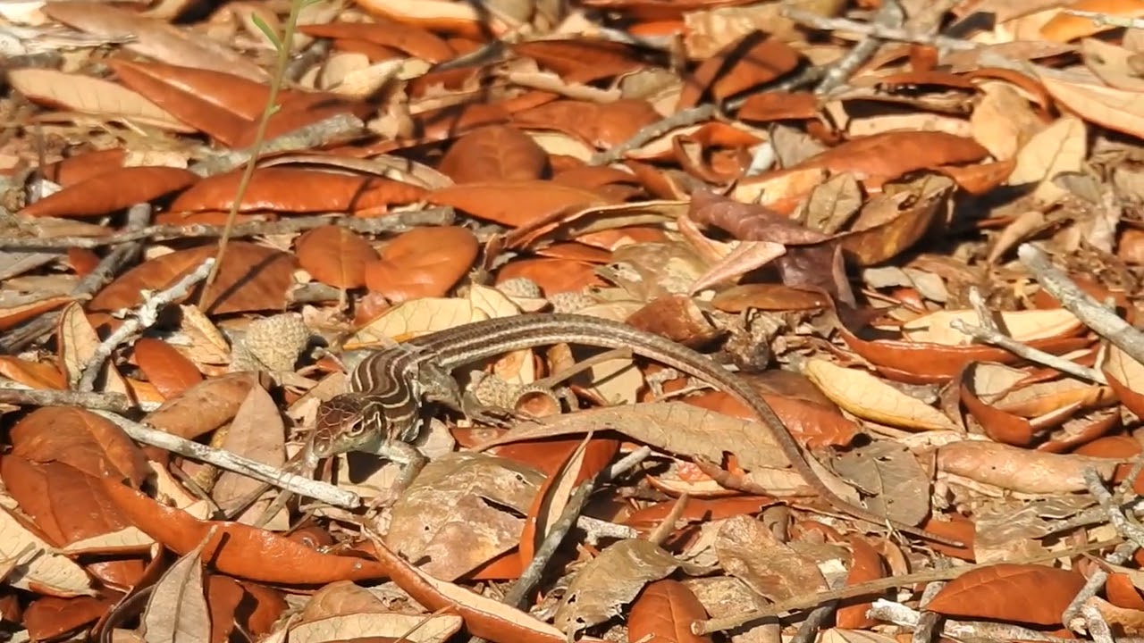Six-lined Racerunner Catching and Eating a Roach