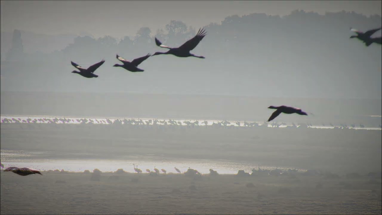 PM 236 Migration des grues Lac du Der Octobre 2016 Février 2022