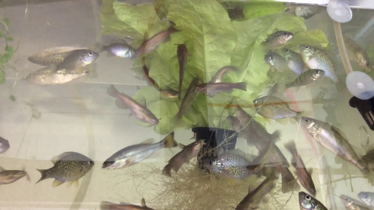 Using fish to get aphids off your Aquaponic plants