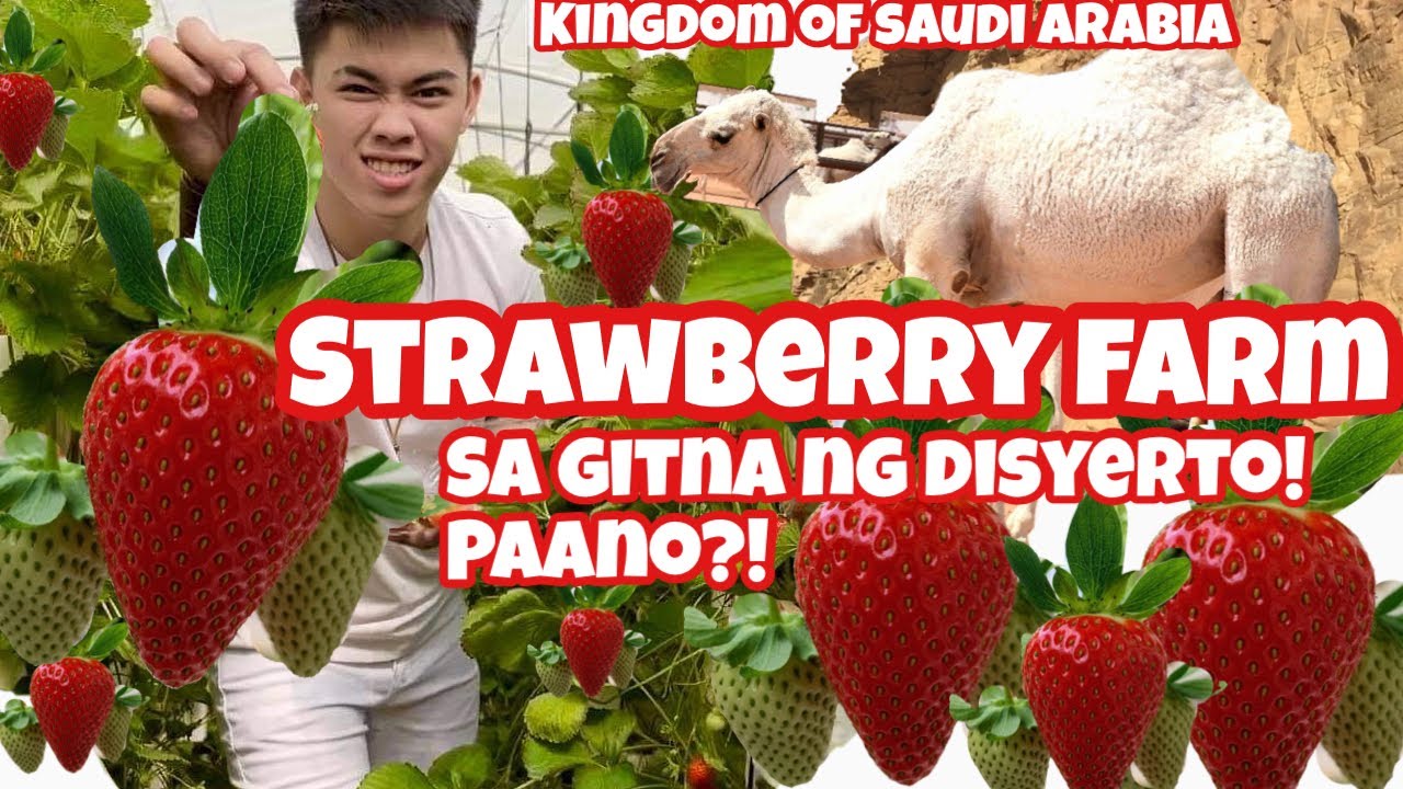 Strawberry Farm In Saudi Arabia!