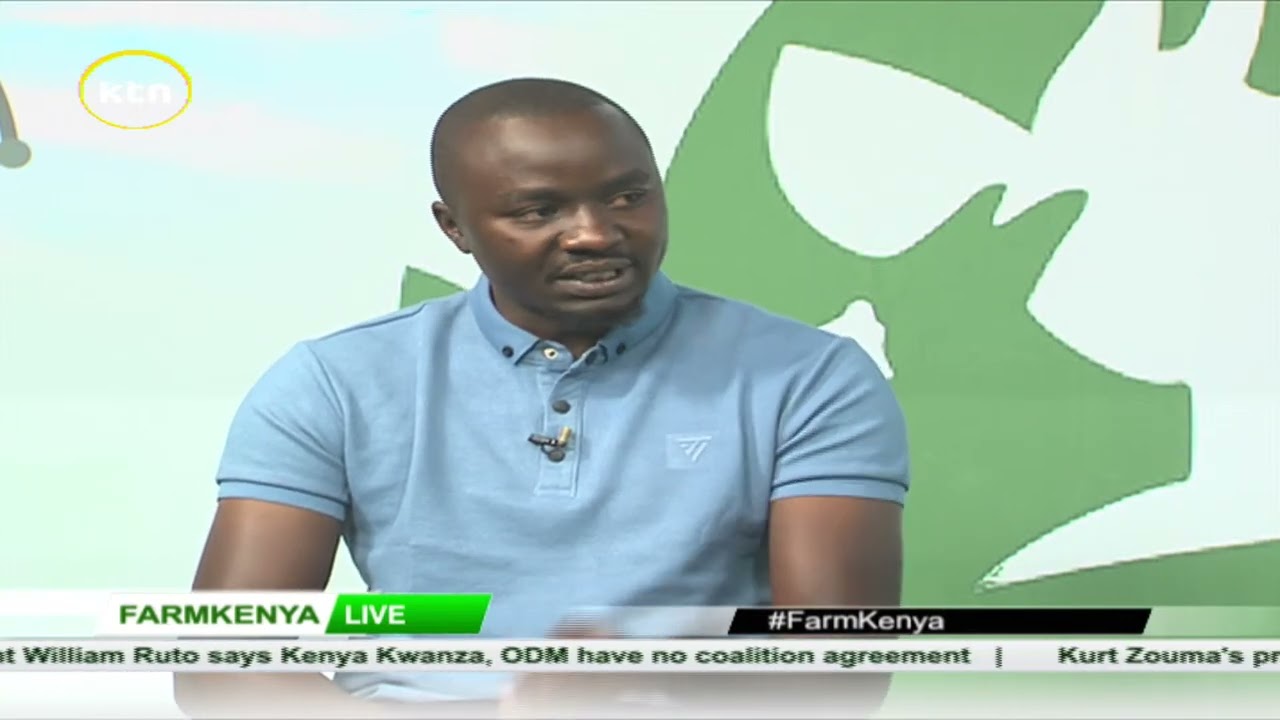 Pest management in capsicum farming | Farm Kenya