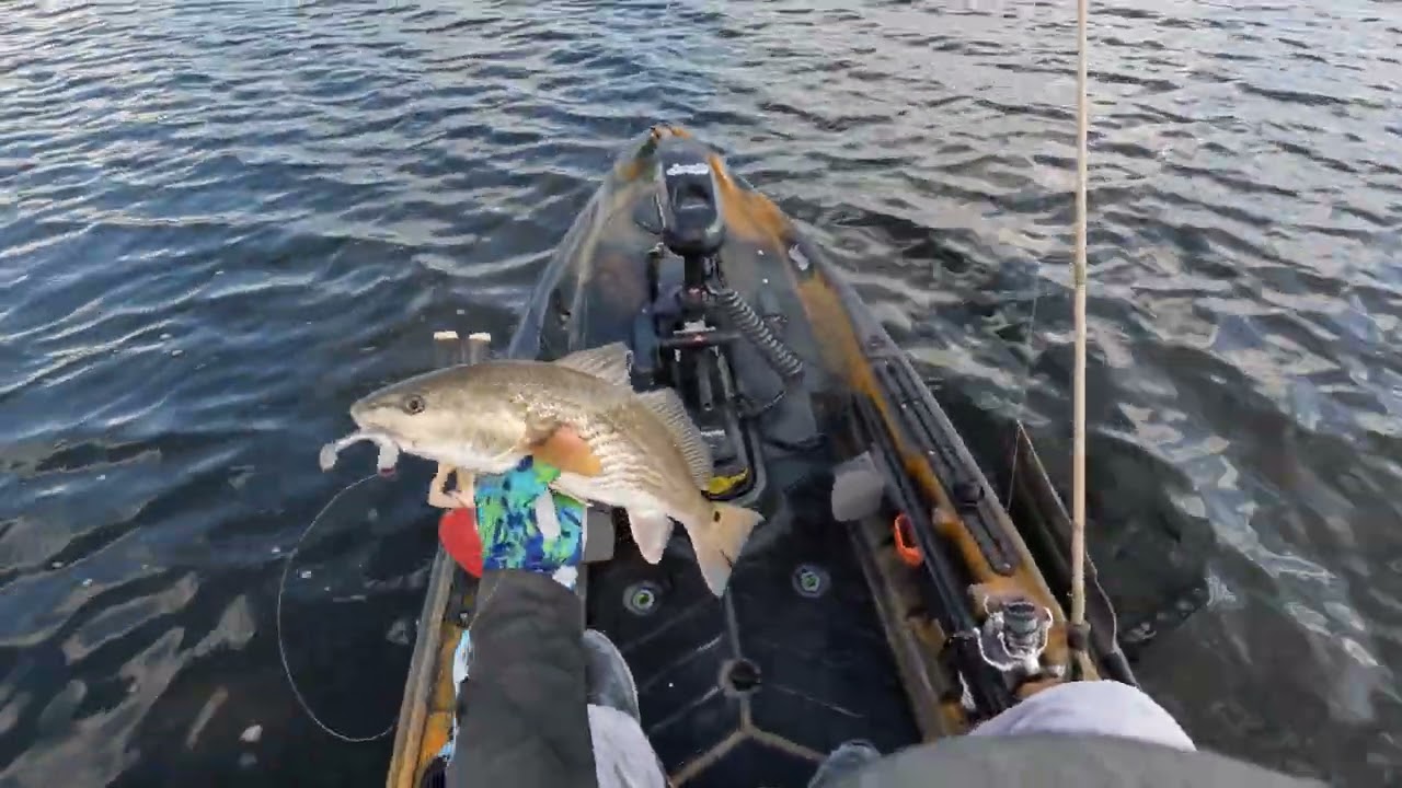 Tarpon and Redfish are taking over Pine Island, Florida.
