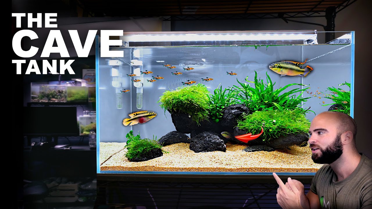 Aquascape Tutorial: CAVE AQUARIUM African Cichlid Kribensis (How To Step By Step Guide)