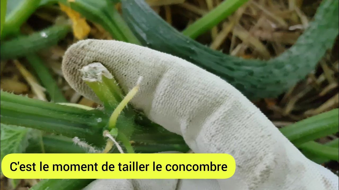 Comment je taille le concombre pour une meilleure production ? 2023