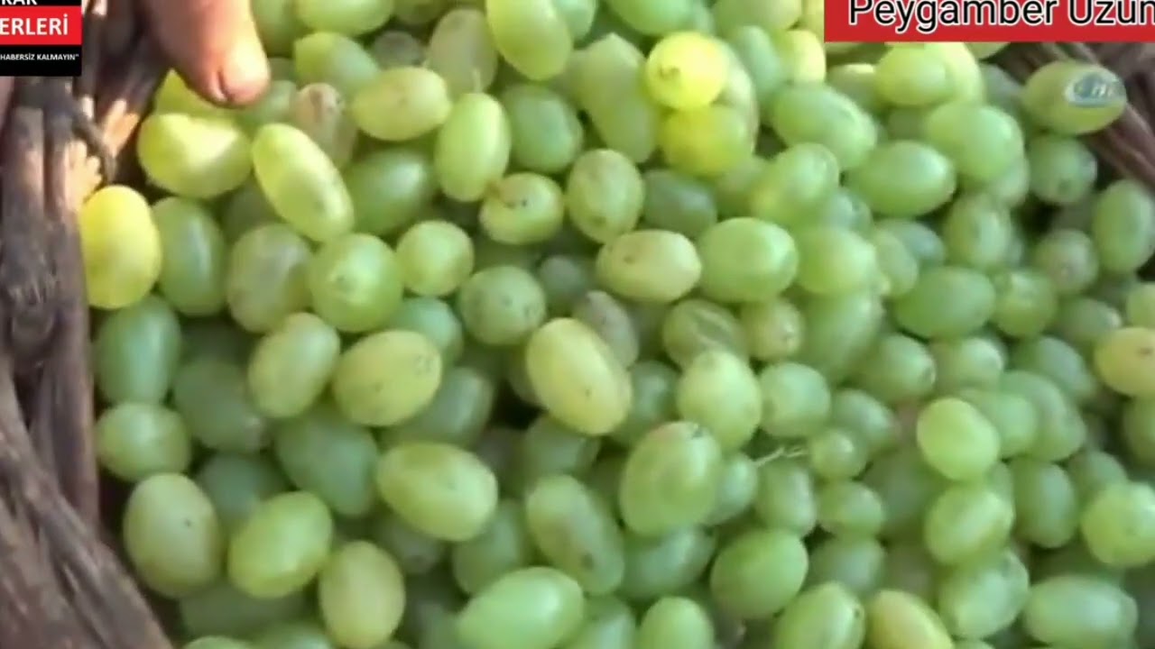 23 Ağustos 2024