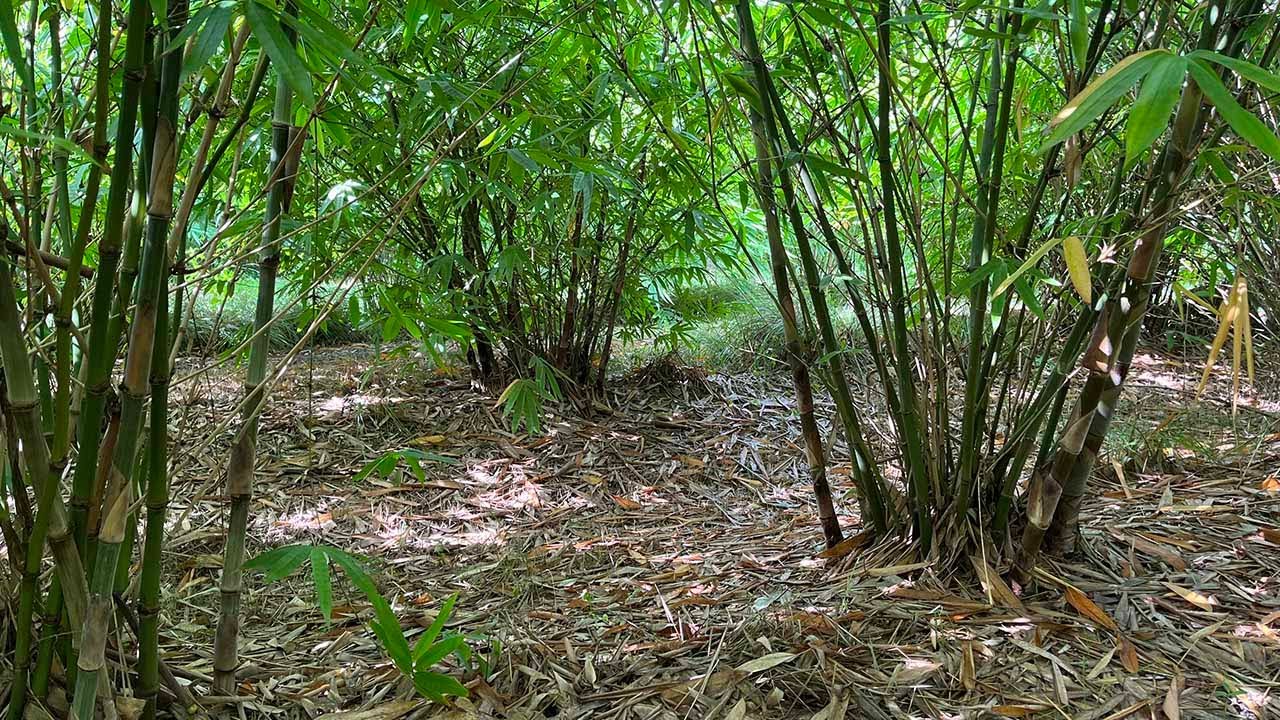 August 2022 Update | Florida Bamboo Farm