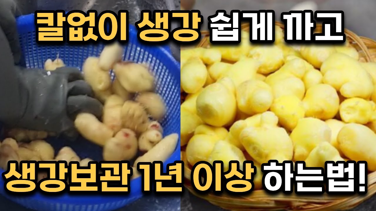 생강 껍질 쉽게 까는법! 생강 1년 이상 보관 하는 방법!