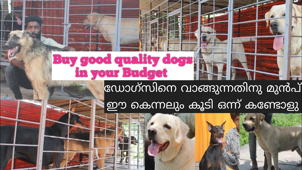 labrador|സനുവിന്റെ ഒരു അടിപൊളി കെന്നൽ |German shepherd | Doberman | Dachshund |Dogs in kerala