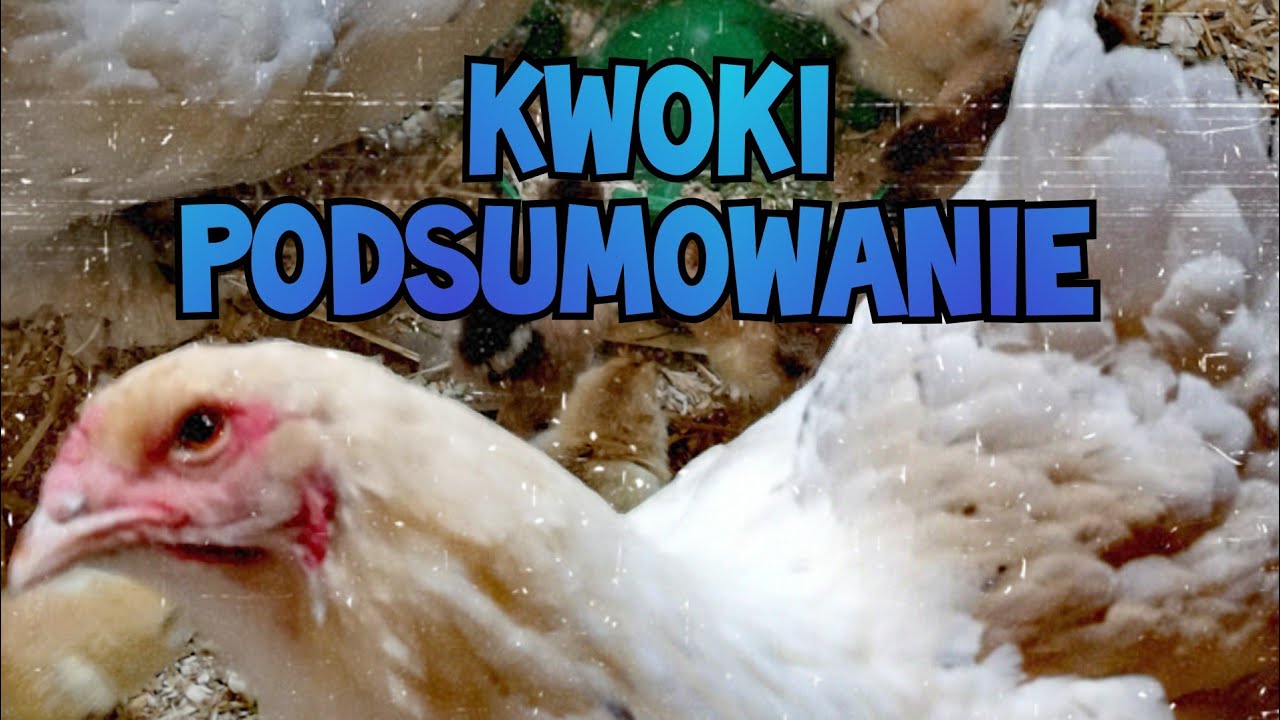 Hodowla Kur - PODSUMOWANIE LĘGÓW KWOK Brahma i Kochin! 🐔🐥