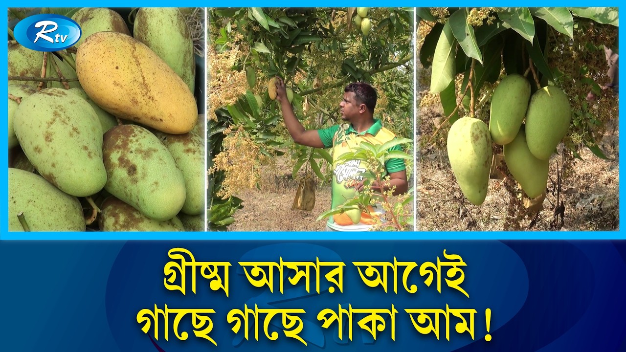 ফাল্গুনেই গাছে দেখা মিলছে পাকা কাটিমন আম | Katimon Mango | Mango Farming | Rtv News