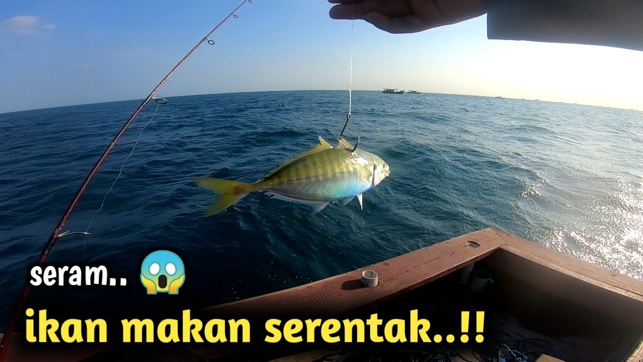 bertemu gerombolan ikan tuna di laut pinggir|| tanjung lesung