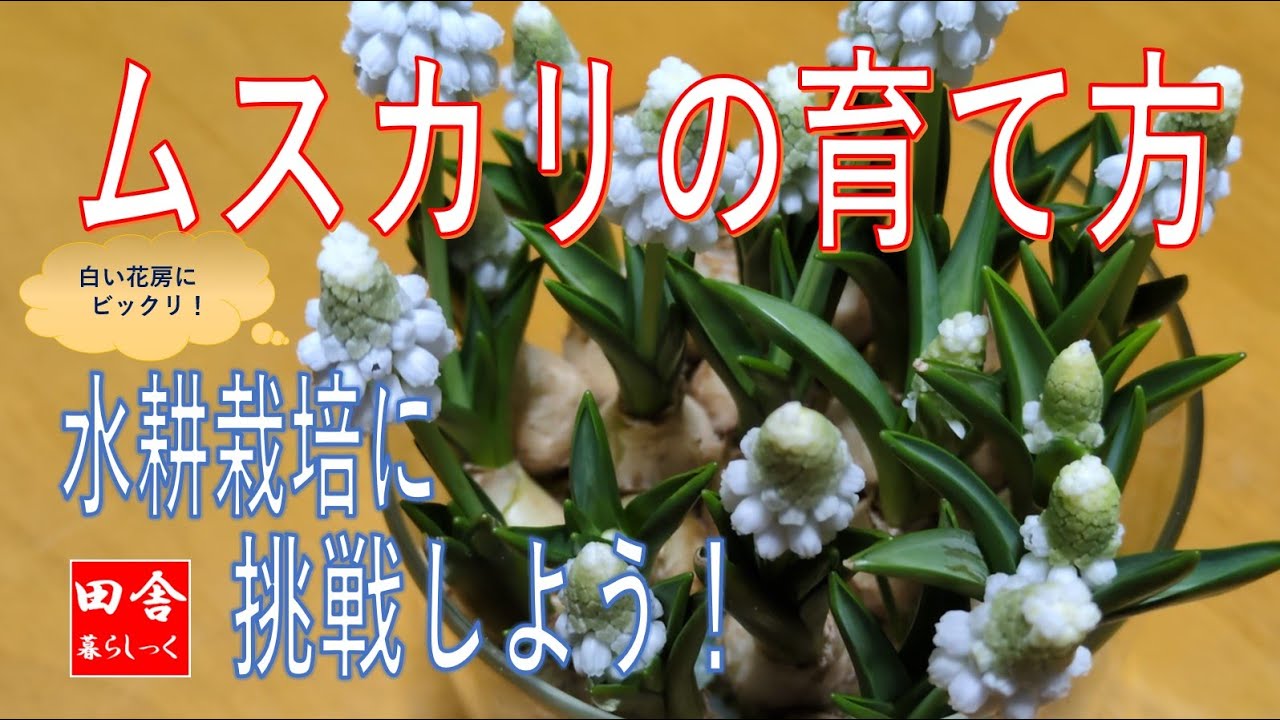 ムスカリの育て方　水耕栽培で育ててみよう　白い花房にビックリ！