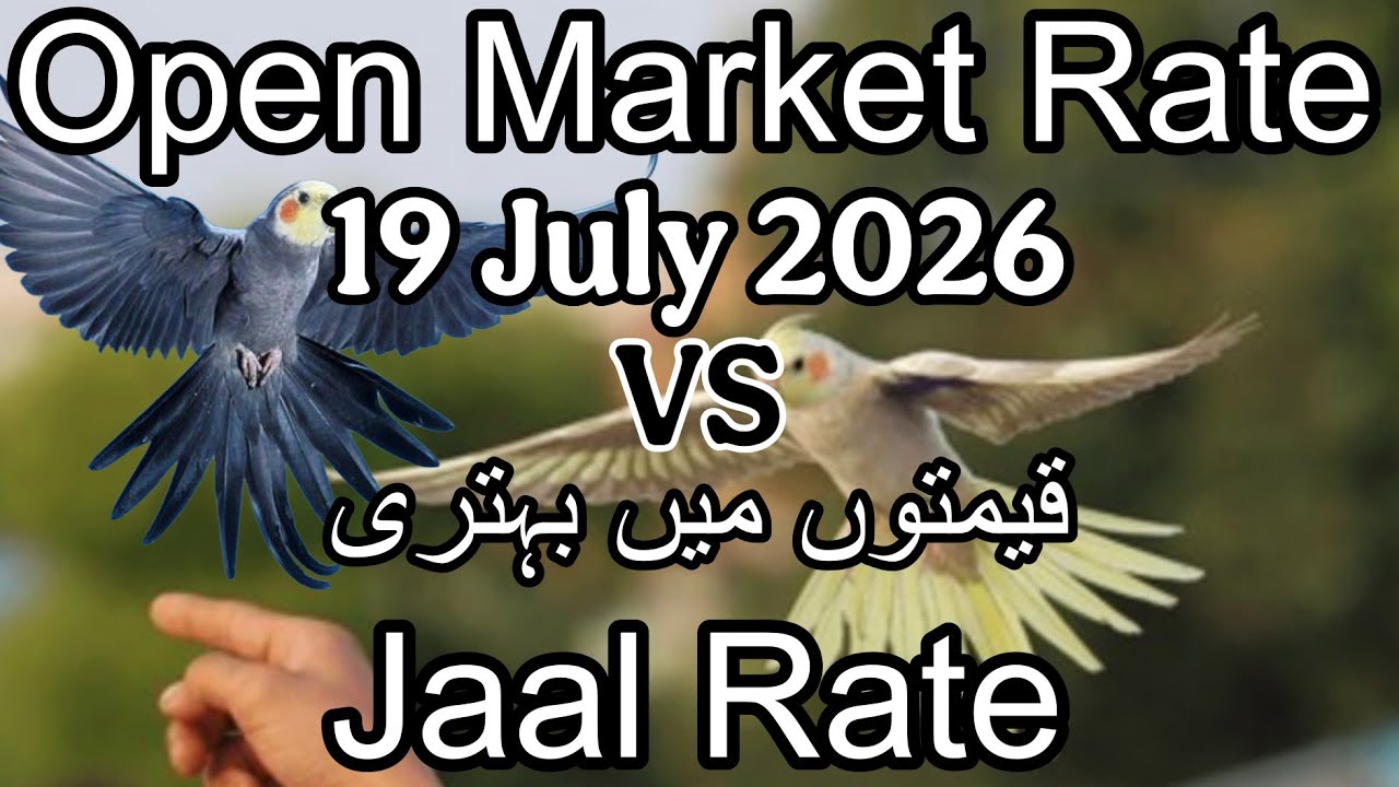 Birds  price in Karachi Pakistan 19 July 2026 | Jaal rate update | Open market rate update
