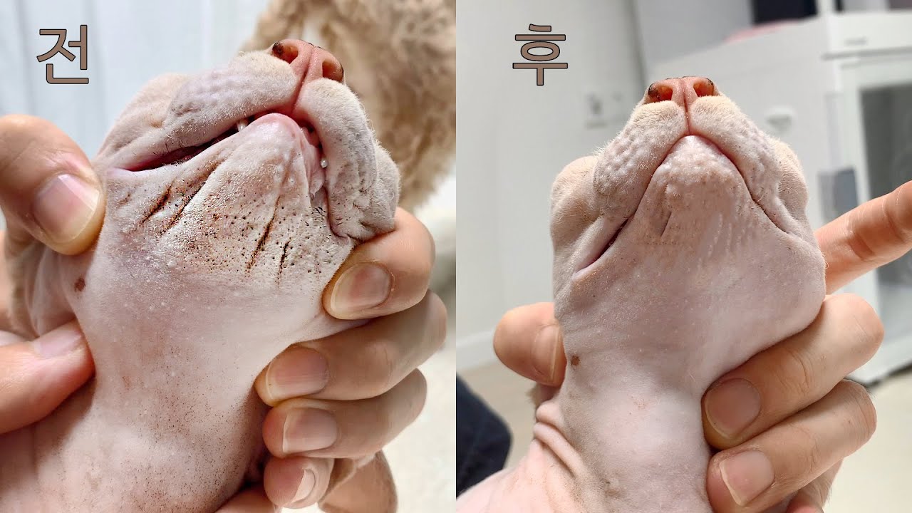 고양이 턱드름 블랙헤드 제거하기