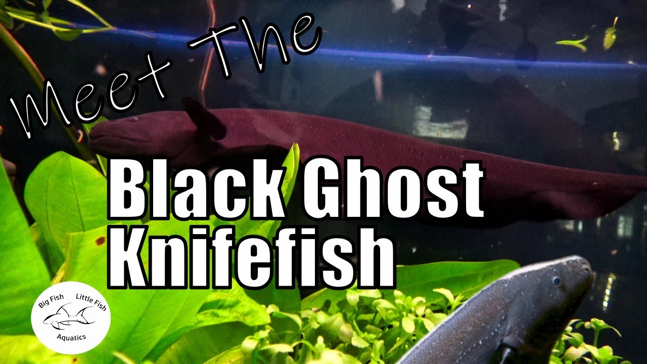 Meet the Black Ghost Knife Fish | Species Profile