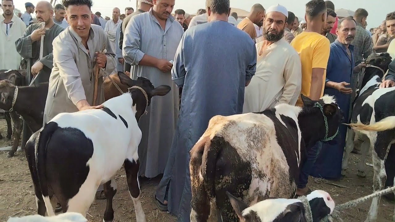 اسعار العجول البقرى القنيه (سوق كفر الشيخ)٢٠٢٥/٨/١٣