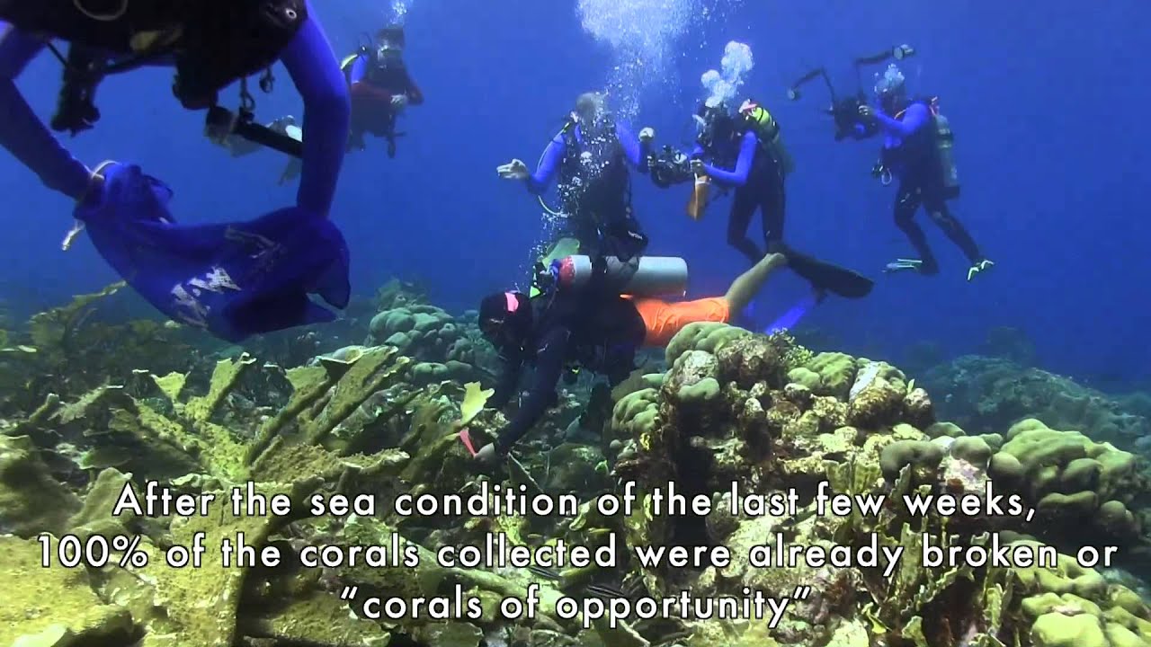 CORAL RESTORATION FOUNDATION CURAÇAO