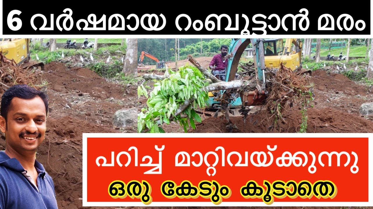 മരം പറിച്ച് മാറ്റിവയ്ക്കുന്നുTree Transplanting #Tree Transplanting Process #tree reeplanting #kl06