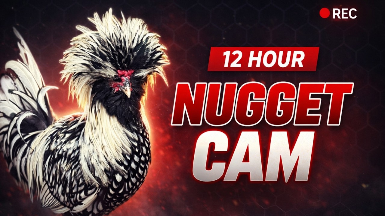 12 Hour Chicken Coop Feed