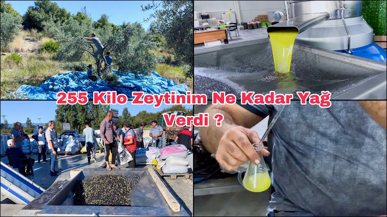 255 Kilo Zeytinden Bakın  Ne Kadar Zeytinyağı Çıktı Ve Asit Oranı Kaç Çıktı ? Osmaniye