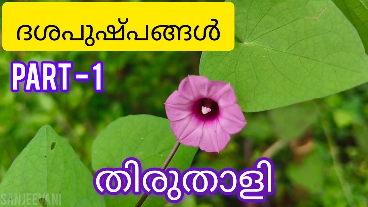 തിരുതാളി | Obscure Morning Glory | ചുട്ടിത്തിരുതാളി | Thiruthali | #malayalam #medicinal