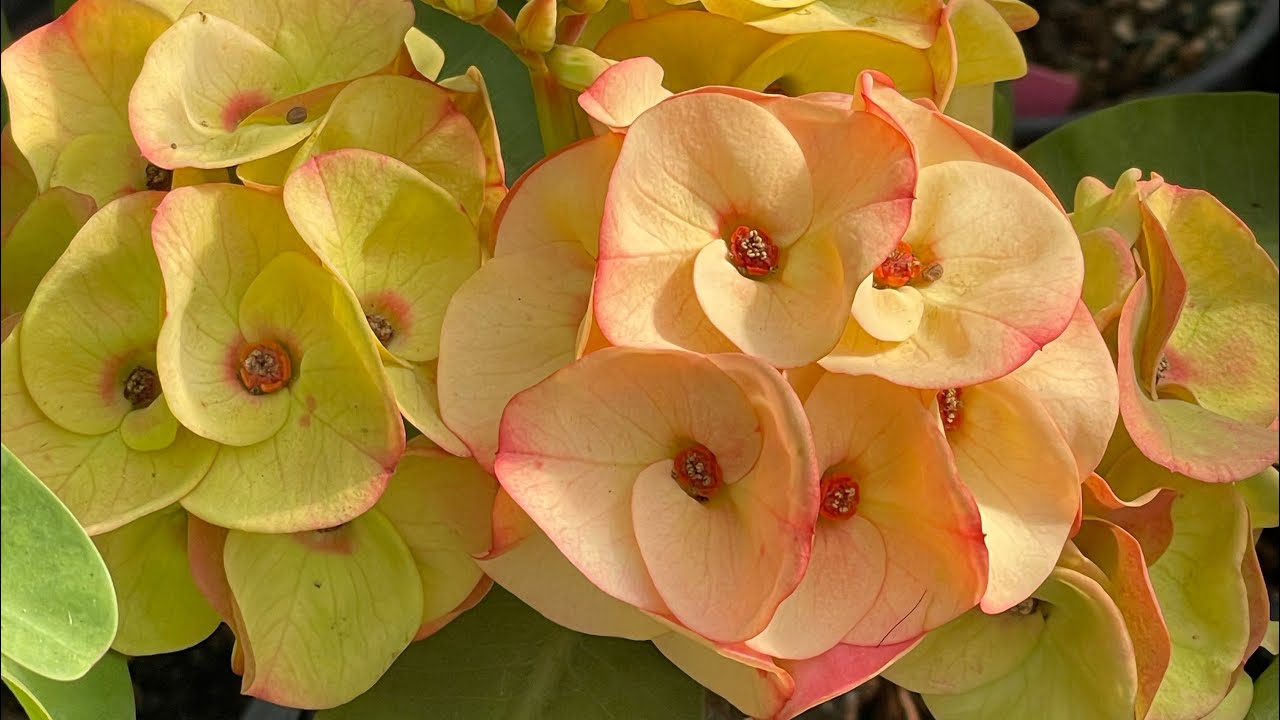 Coronas De Cristo Feliz miércoles #plantas#flores 