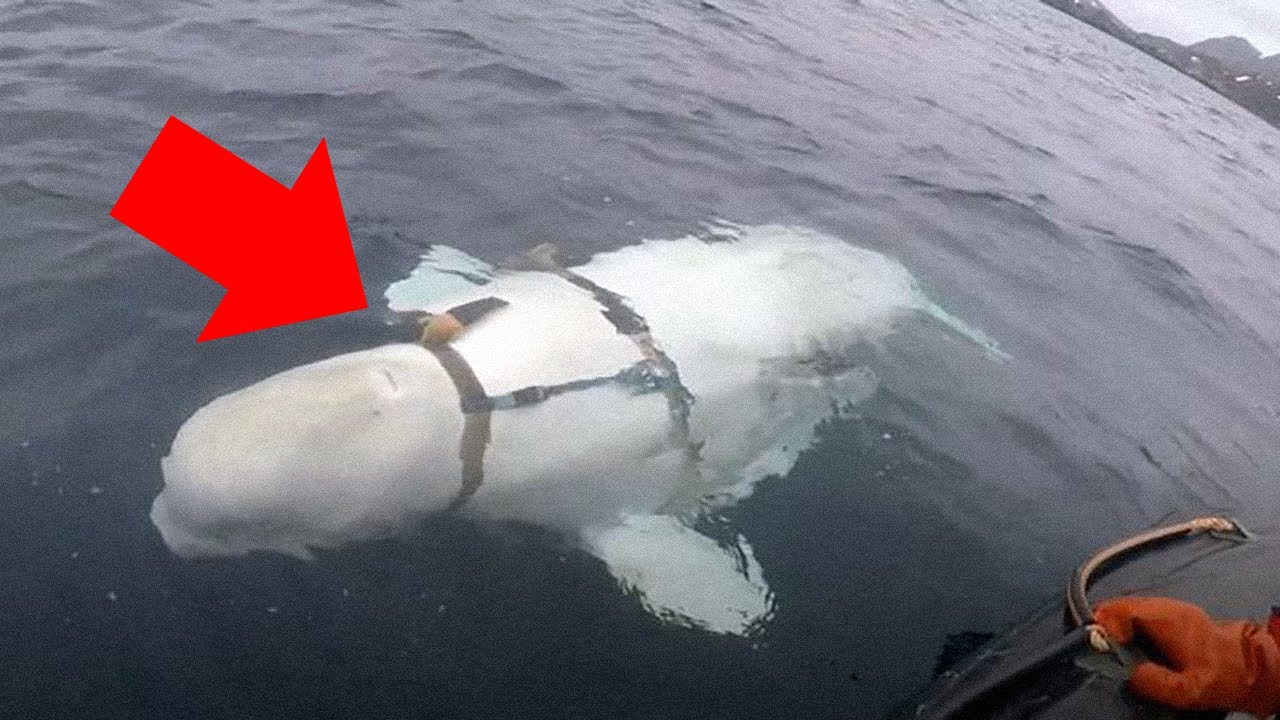 Russian Spy Whale?