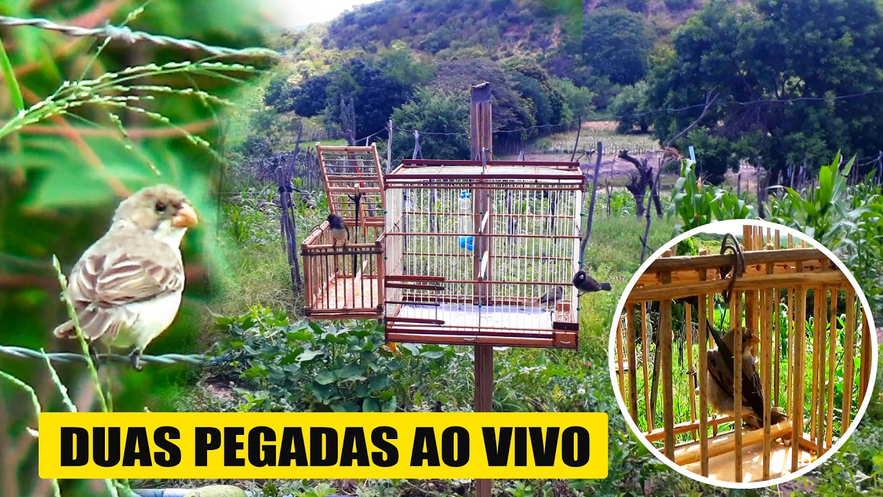 PEGANDO COLEIRO E PAPA CAPIM NO ALÇAPÃO AO VIVO