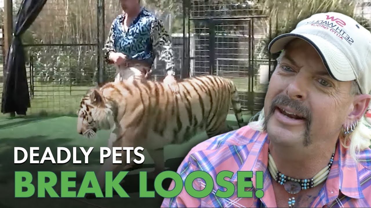 When Deadly Pets Escape and Chaos Begins | Predator Pets