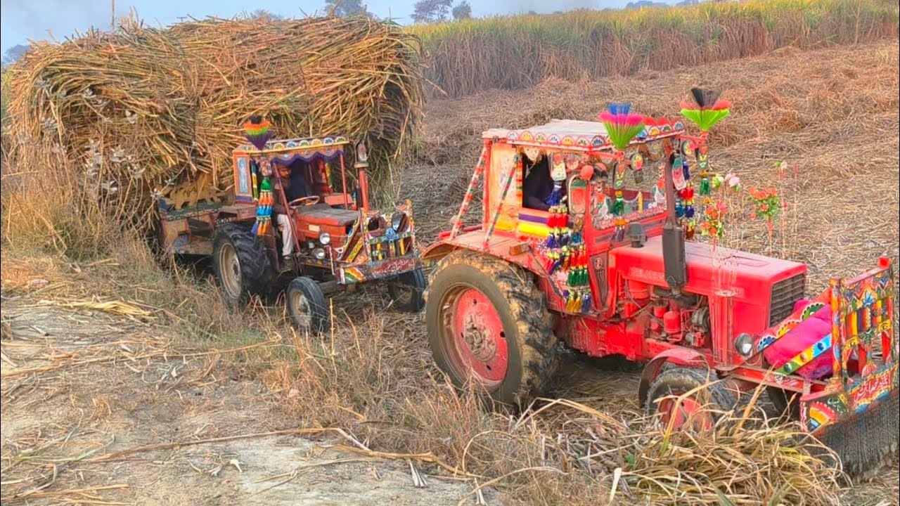 Belarus tractor & NewHolland tractor together pulling sugarcane loaded trolley 