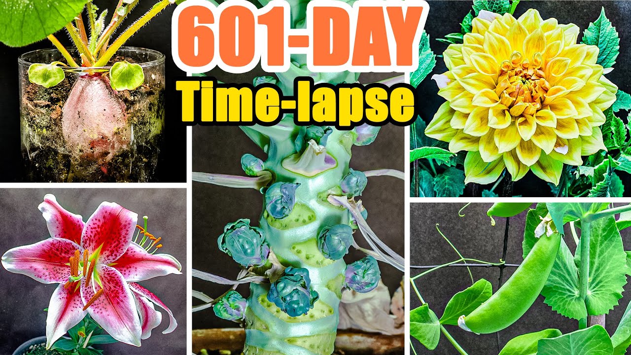 Growing Plant Time Lapse Compilation - 601 Days in 8 Minutes