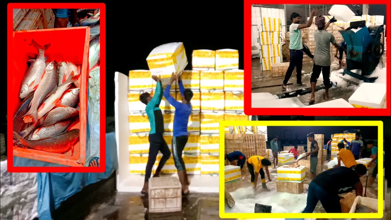 Machhali packing Machhali ka video Andhra Pradesh ka Machhali Machhali ka factory