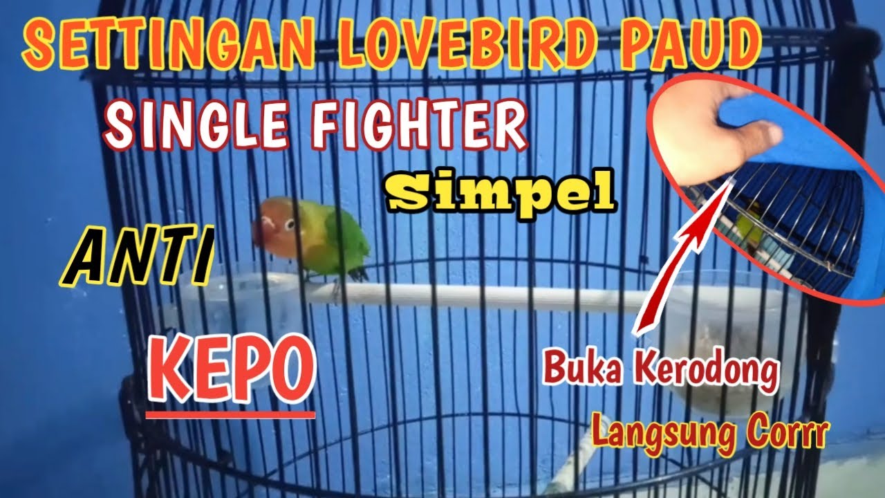 SETTINGAN LOVEBIRD PAUD SINGLE FIGHTER HARIAN DAN LOMBA