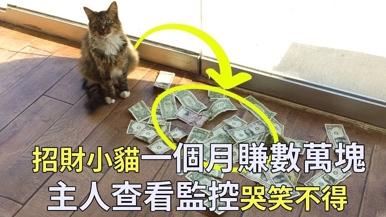 領養來的小貓30天狂賺數萬元，主人躺平成富豪，查看監控後才發現招財的秘訣【小奶狗觀影】