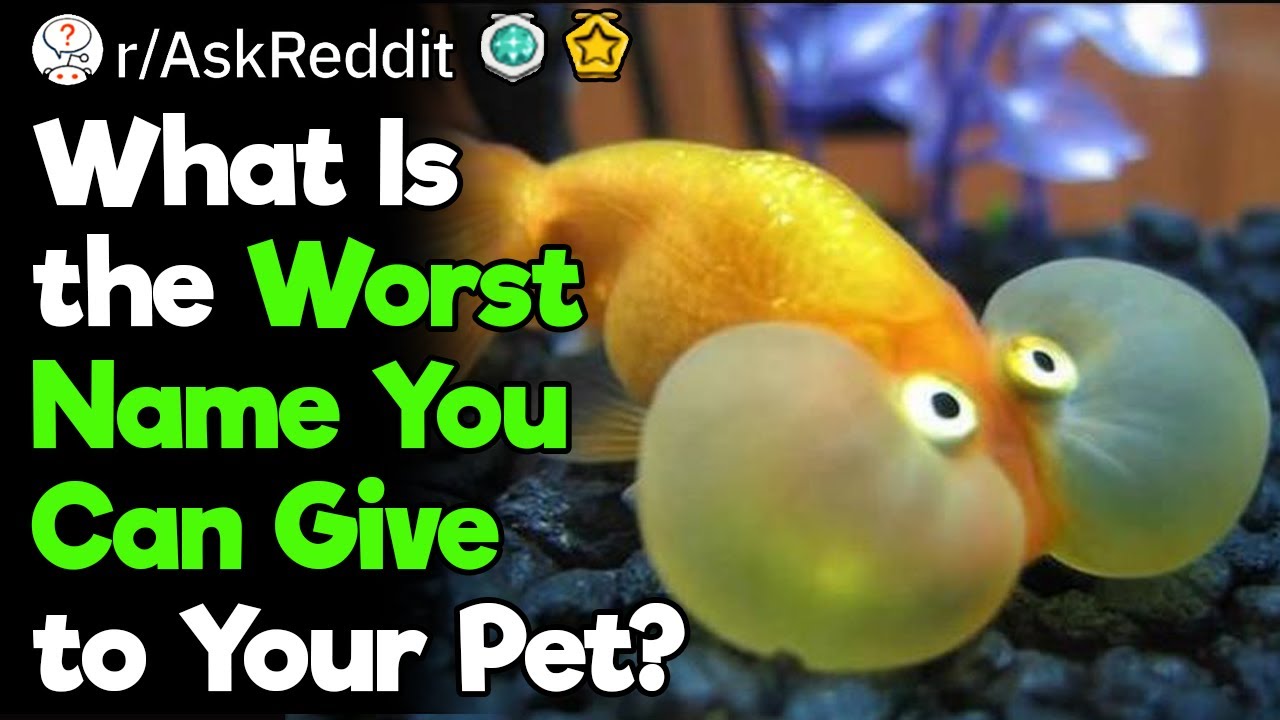 Vets, What Was the Worst Pet Name You've Seen?
