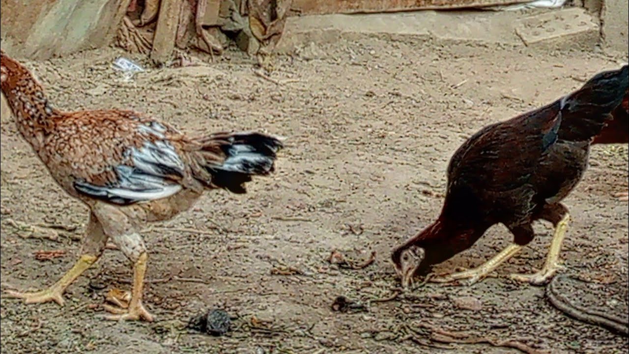 يوميات دجاج عرب وبش 🦆🐓🪿🌹