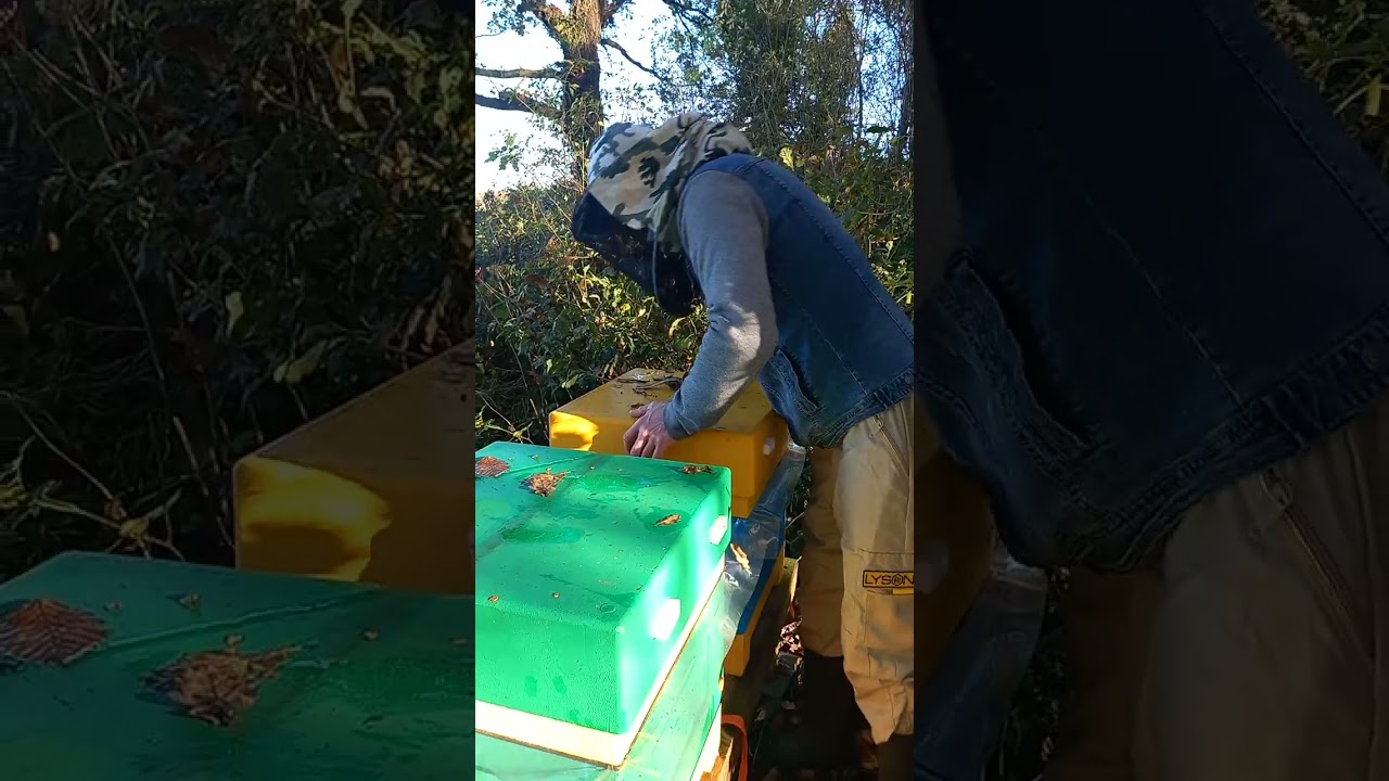 Złota jesień na pasiece w Irlandii. #miód #pszczelarstwo #honey #bee #nature 