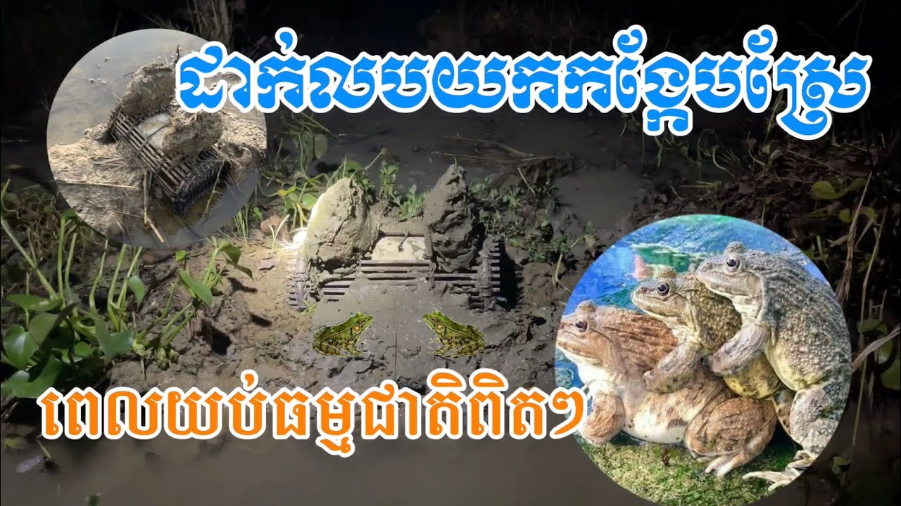 ដាក់លប យកកង្កែបស្រែ ធម្មជាតិពិតៗ