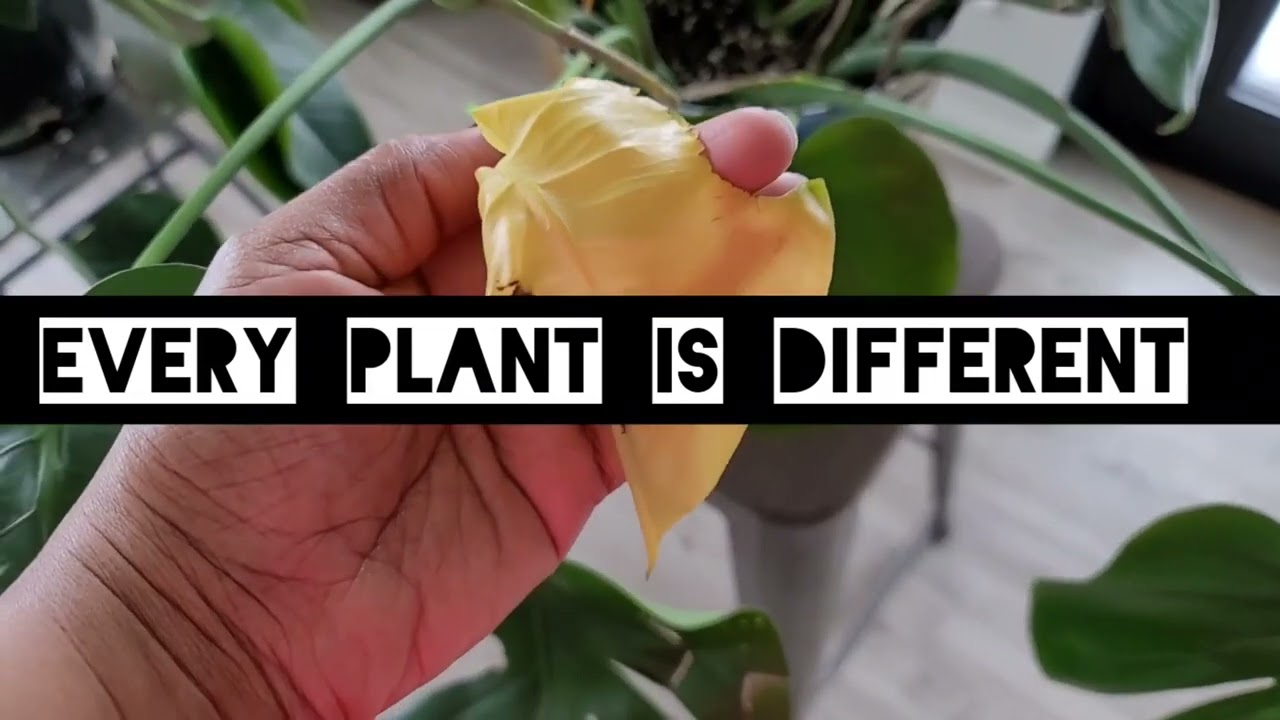 What's wrong with my plant?