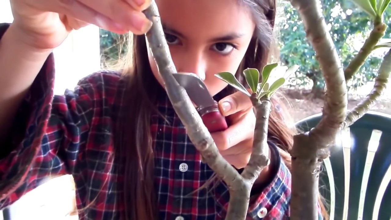 Adenium V grafting demo