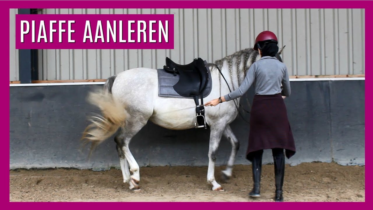 Piaffe aanleren bij Illustro | Duotraining met Snuitje | snuitable