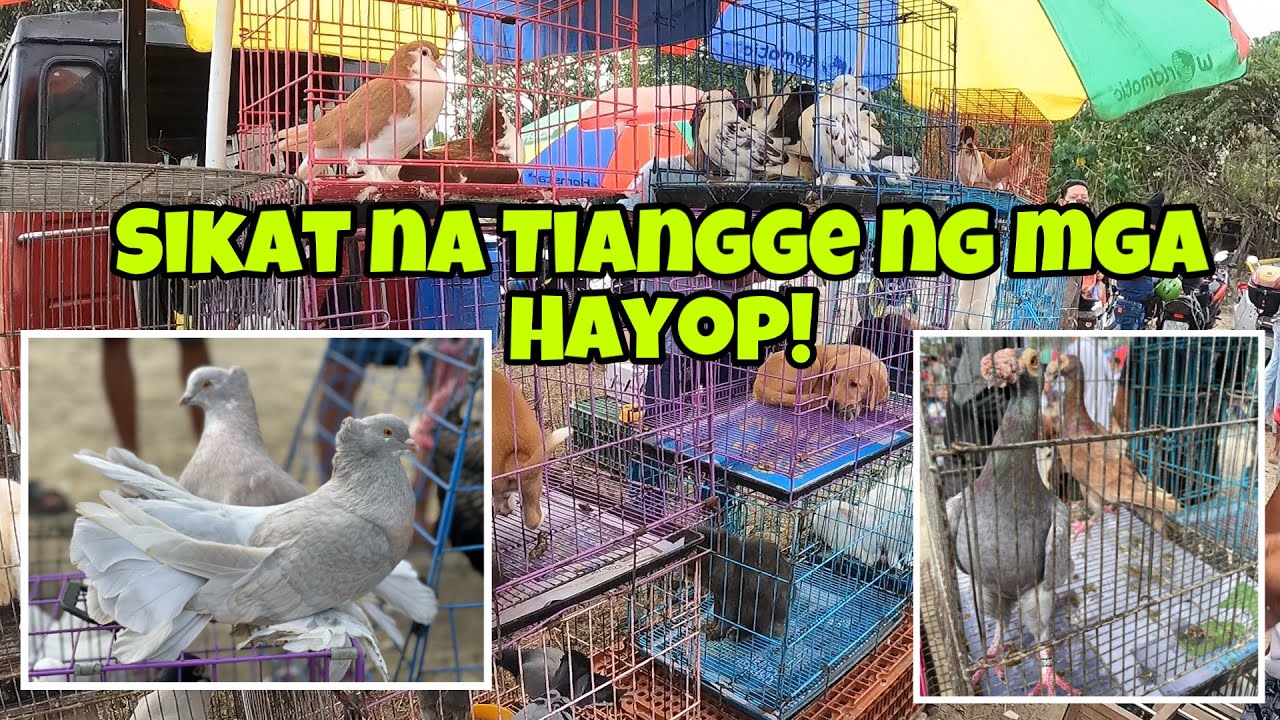 MURA NA BENTAHAN NG MGA HAYOP DINADAYO PA NG MGA MAMIMILI TIANGGE SA BOCAUE BULACAN!