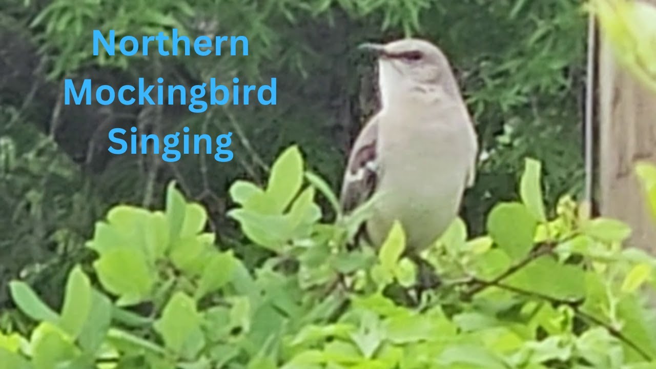 Northern Mockingbird Singing